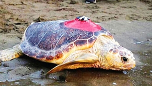 Caretta Tuba'nın sinyali kesildi