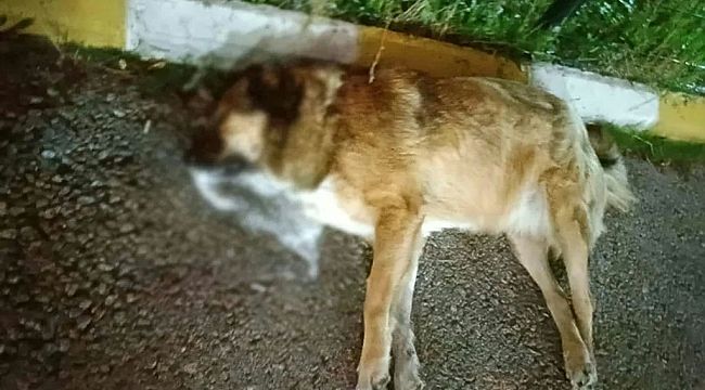İzmir'de vahşet! 13 köpek zehirlenerek can verdi