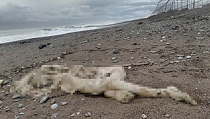 Sahil'de başı ve sağ kolu olmayan çürümüş bir ceset bulundu