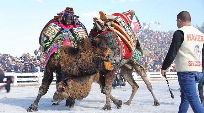 Selçuk'ta geleneksel deve güreşleri festivali 21 Ocak'ta başlıyor