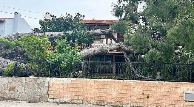 Çeşme'de şiddetli rüzgar nedeniyle dev ağaç evin bahçesine devrildi