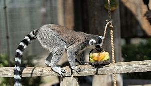 Doğal Yaşam Parkı'na pazartesi molası
