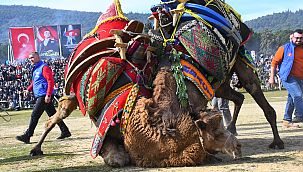 Torbalı'nın Deve Güreşi Festivaline yoğun ilgi 