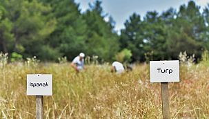 Atalık tohumlar Bornova'da yaşatılıyor