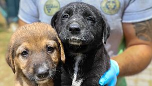 Buca Belediyesi'nden dikkat çeken sahiplendirme kampanyası