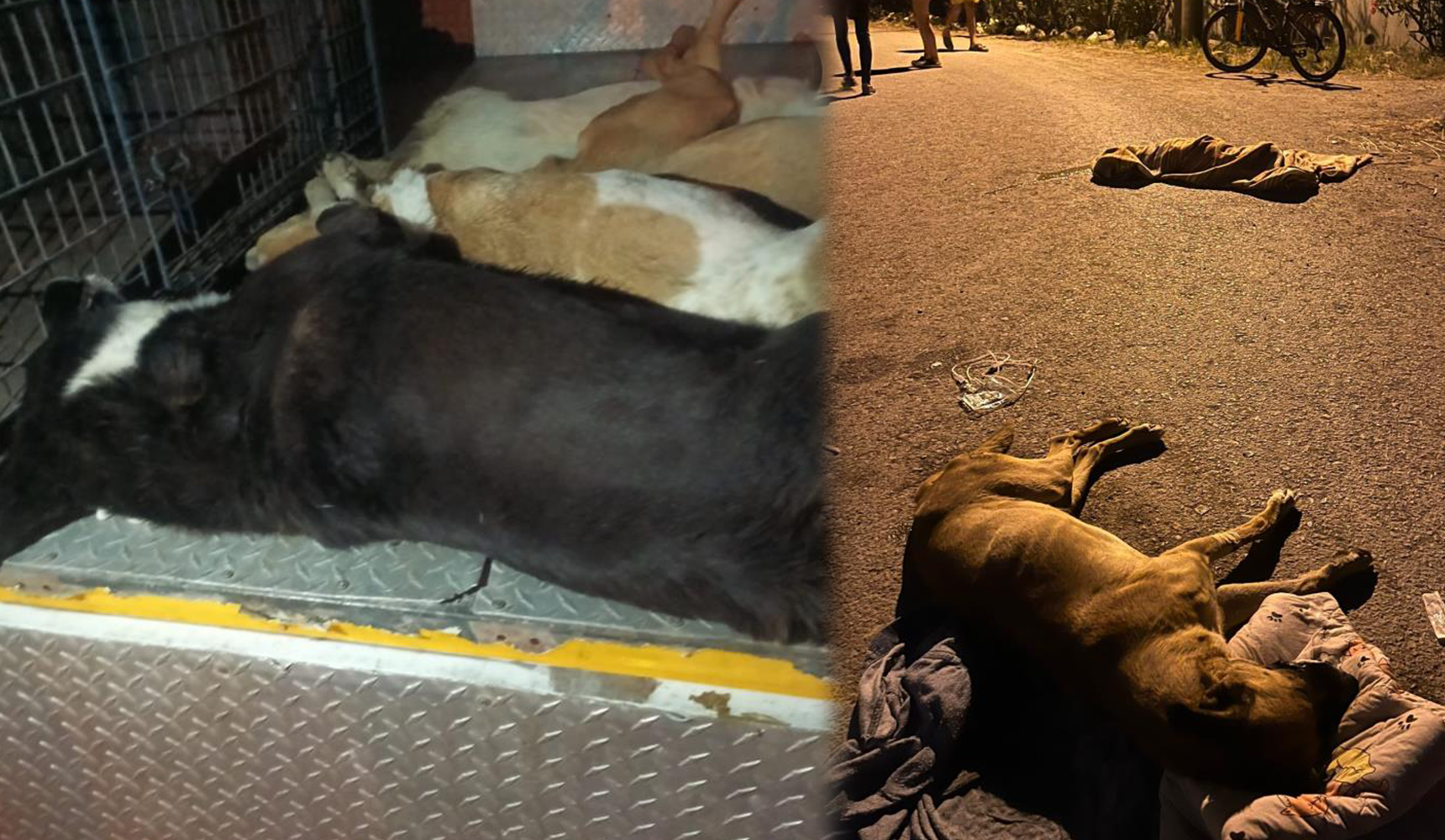 İzmir'de 10 köpek zehirlenerek öldürüldü