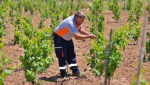 Bergama'nın geleneksel üzümleri yeniden canlanıyor