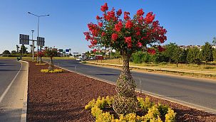Güzelbahçe'nin 'Oyaları' Çiçek Açtı