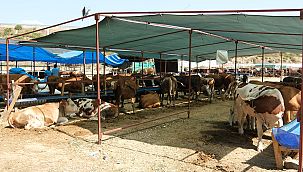 Menemen'de kurbanlıklara sıkı denetim
