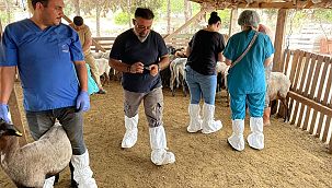 Nesli tükenmekte olan Kaçeli koyunları için proje