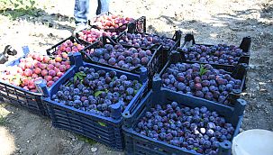 Bornova Belediyesi çiftçinin yardımına yetişiyor