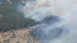 İzmir Bornova'da orman yangını