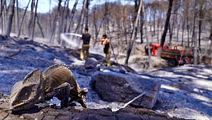 İzmir'in ateş savaşçıları ağaçlar için nöbette