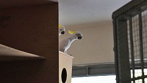 Kakadu papağanı ailesinin 15 yıl sonra ilk yavrusu dünyaya geldi