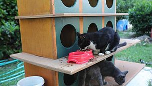 Bayraklı'da pati evlerinin sayısı artıyor