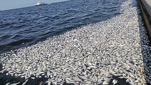 İzmir Körfezi'nde felaketin boyutu artıyor!