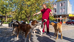 İzmir'de sahipsiz köpeklerin sayımı başladı