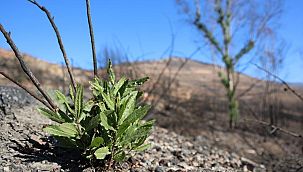 İzmir'de büyük yangından sonra dikkat çeken görüntü