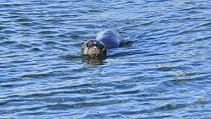 Tedavisi tamamlanan Akdeniz foku mavi sularla buluştu