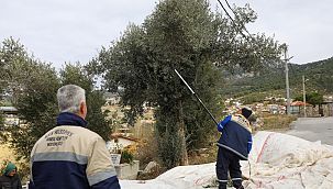 Buca Belediyesi zeytin hasadına başladı