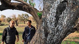 Büyükşehir yanan zeytin ağaçlarının yaşatılması için çalışma başlattı 