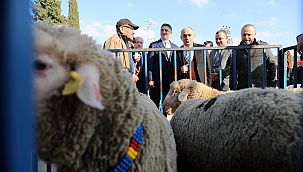 Aliağa Belediyesi'nden üreticilere koç desteği