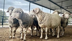 Aliağalı koyun üreticilerine koç dağıtımı başlıyor