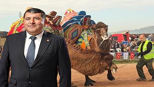 Bayındır'da deve güreşlerinin iptali tartışmalara neden oldu