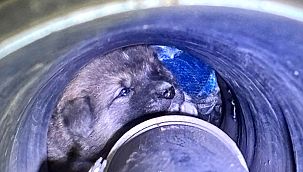 Kanal borusuna sıkışan köpeği itfaiye kurtardı