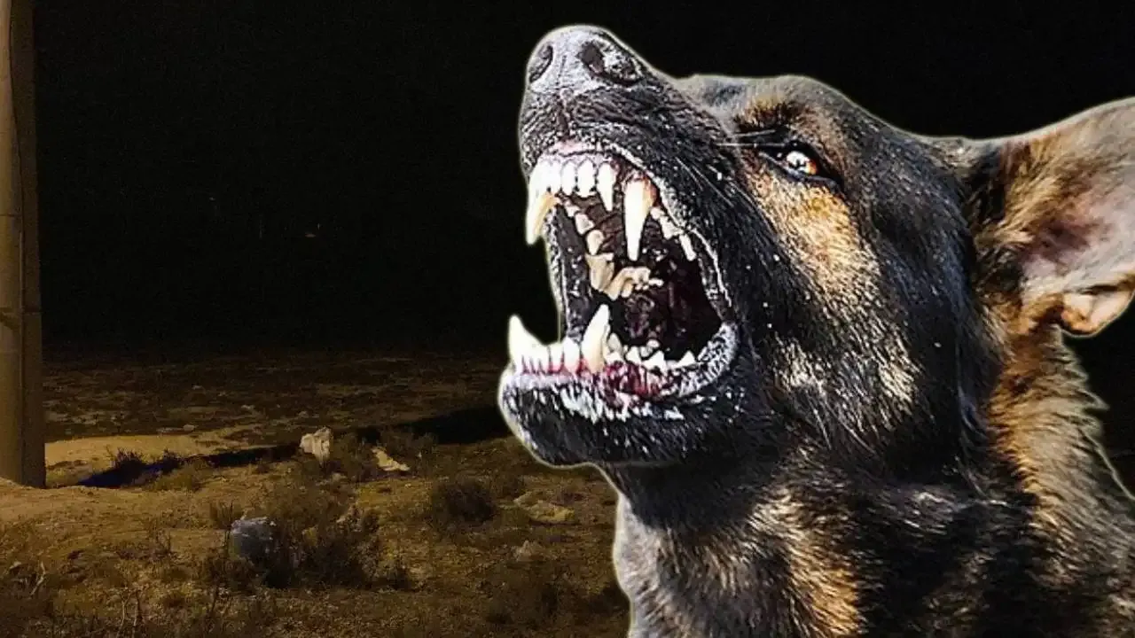 2 yaşındaki çocuk köpeklerin saldırısında öldü