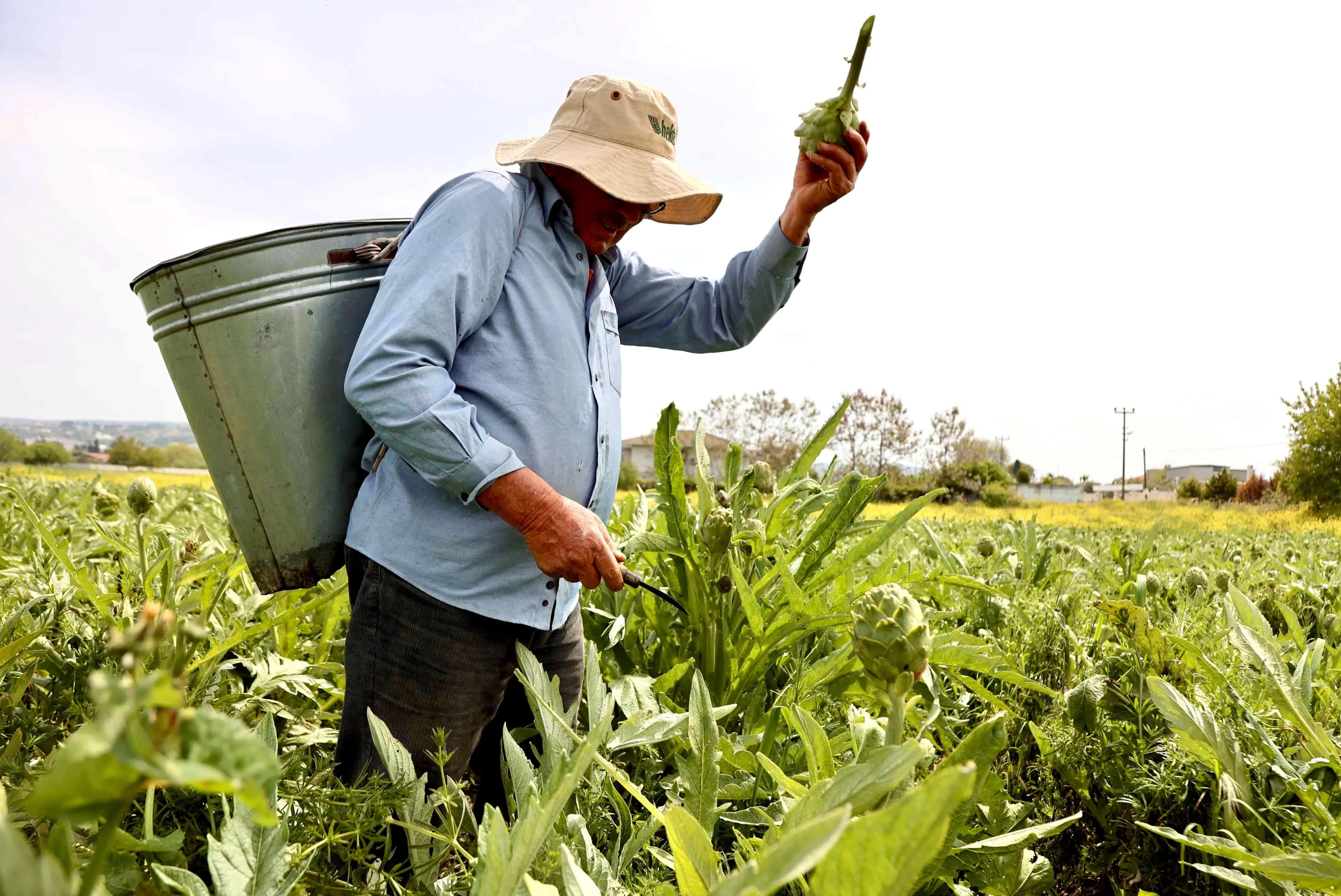 11. Uluslararası Urla Enginar Festivali başlıyor