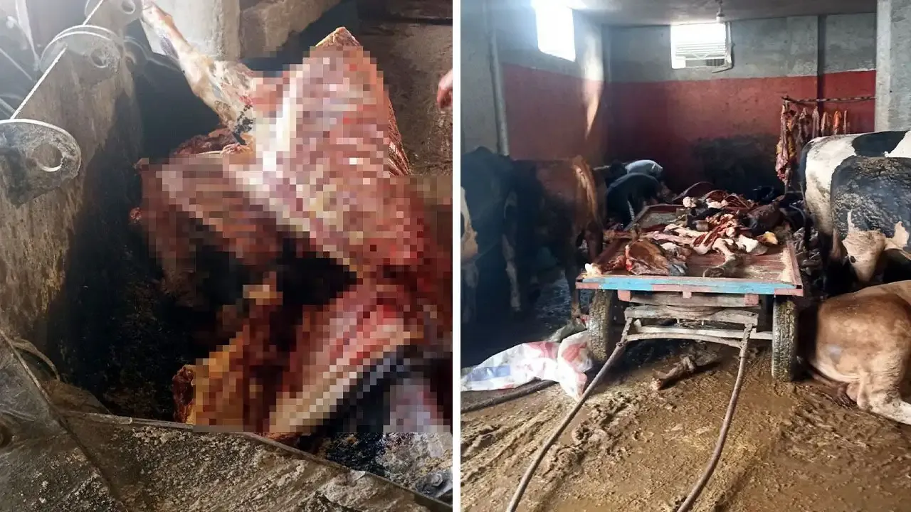 Adana'da 2,5 ton at eti ele geçirildi