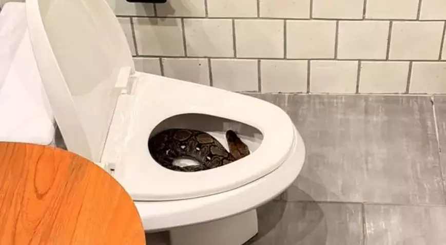 Bir evin tuvaletinden dev piton çıktı