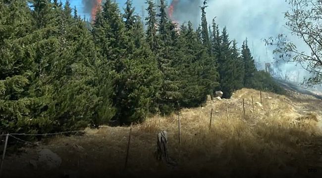 Aliağa'da ormanlık alanda çıkan yangın hızlı müdahale ile söndürüldü