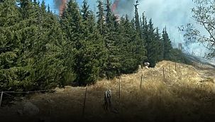 Aliağa'da ormanlık alanda çıkan yangın hızlı müdahale ile söndürüldü