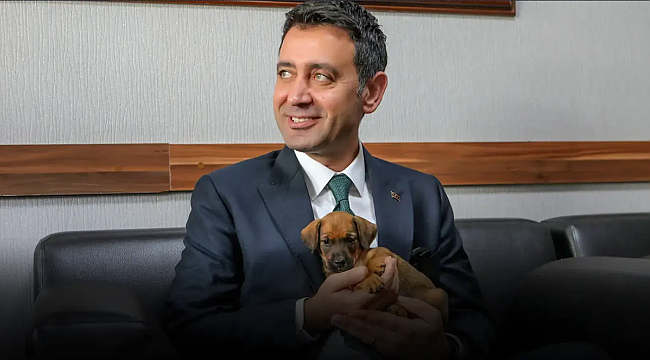 Bayraklı'da 8 bin 379 sokak hayvanı tedavi edildi