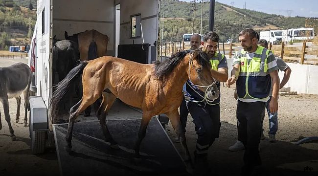 Buca'daki haralara terk edilen sahipsiz atlar Pako'da