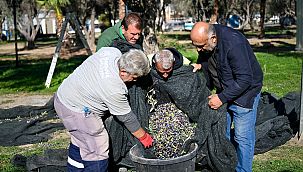 Bornova'da 1500 zeytin ağacında hasada başlandı