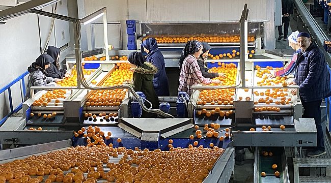 Mandalina İhracatında Tarihi Rekor