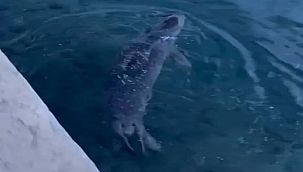 Bodrum'da rıhtımda fok görüntülendi