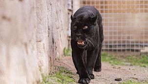 İzmir, Türkiye'nin Tek Siyah Jaguarına Ev Sahipliği Yapıyor