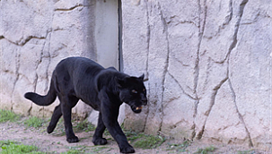 Jaguar Juliet Yaşama Gözlerini Yumdu