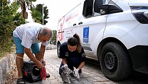 Kuşadası'nda 240 kedi ve 220 köpek sahiplendirildi