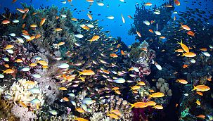 15 yaşındaki Çeşmeli Doğa Ergün, Sony World Photography Awards'ta ilk 9'a kaldı