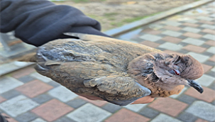 Büyükşehir Ekipleri Tüm Canlılar İçin Sahada