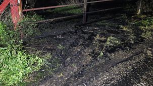 Kemalpaşa'da atık dökümü hayvanları öldürdü