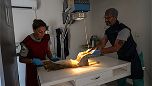 Saz kedisi 6 aylık tedavinin ardından yeniden özgür