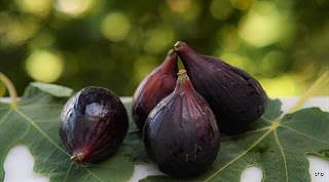 Türk incirinde yeni dönem