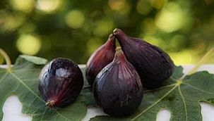 Türk incirinde yeni dönem