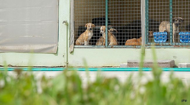 Menemen Belediyesi'nden 50 bini aşkın hayvana tedavi desteği